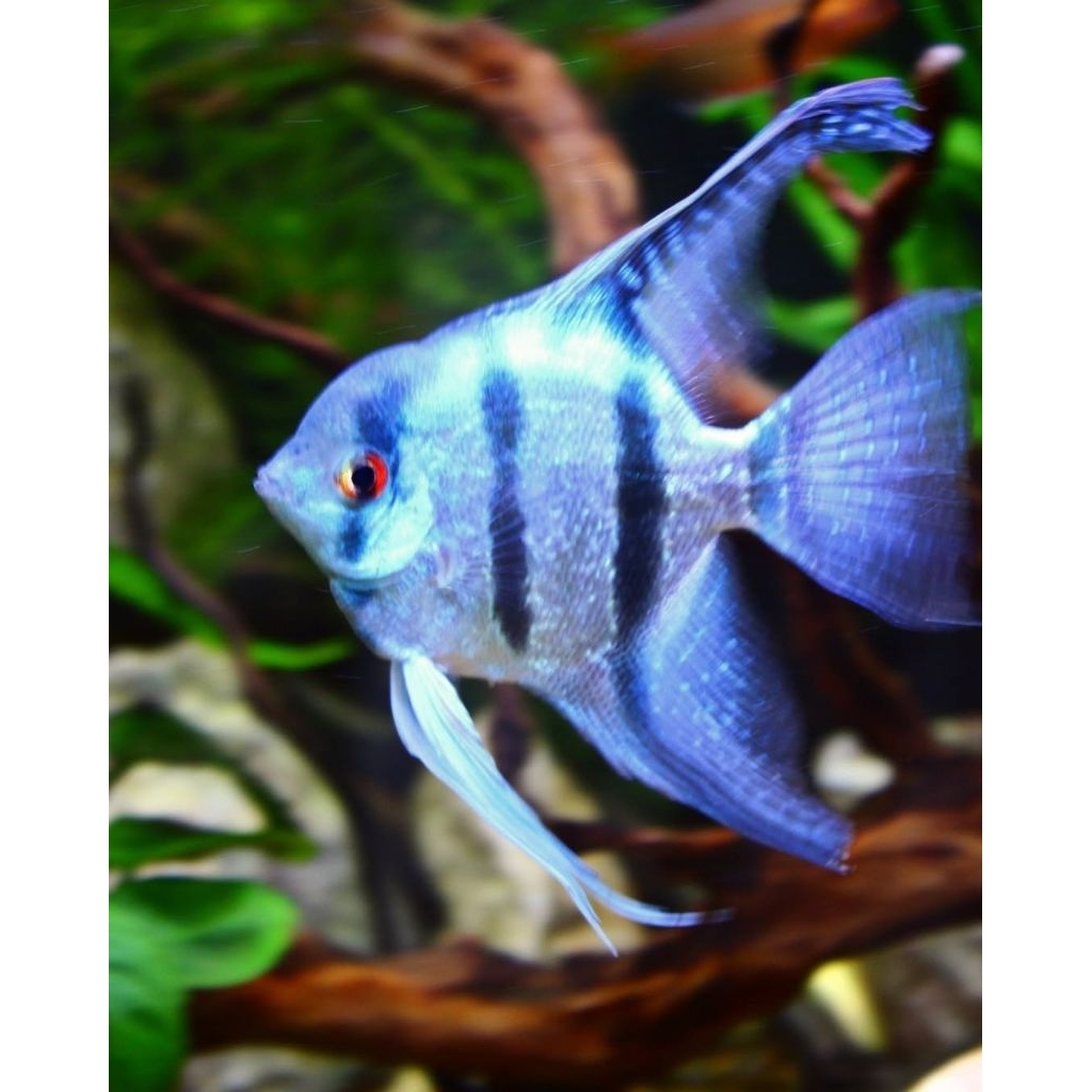 Hiasan aquarium Manfish blue pinoy (free pack sterofoam)