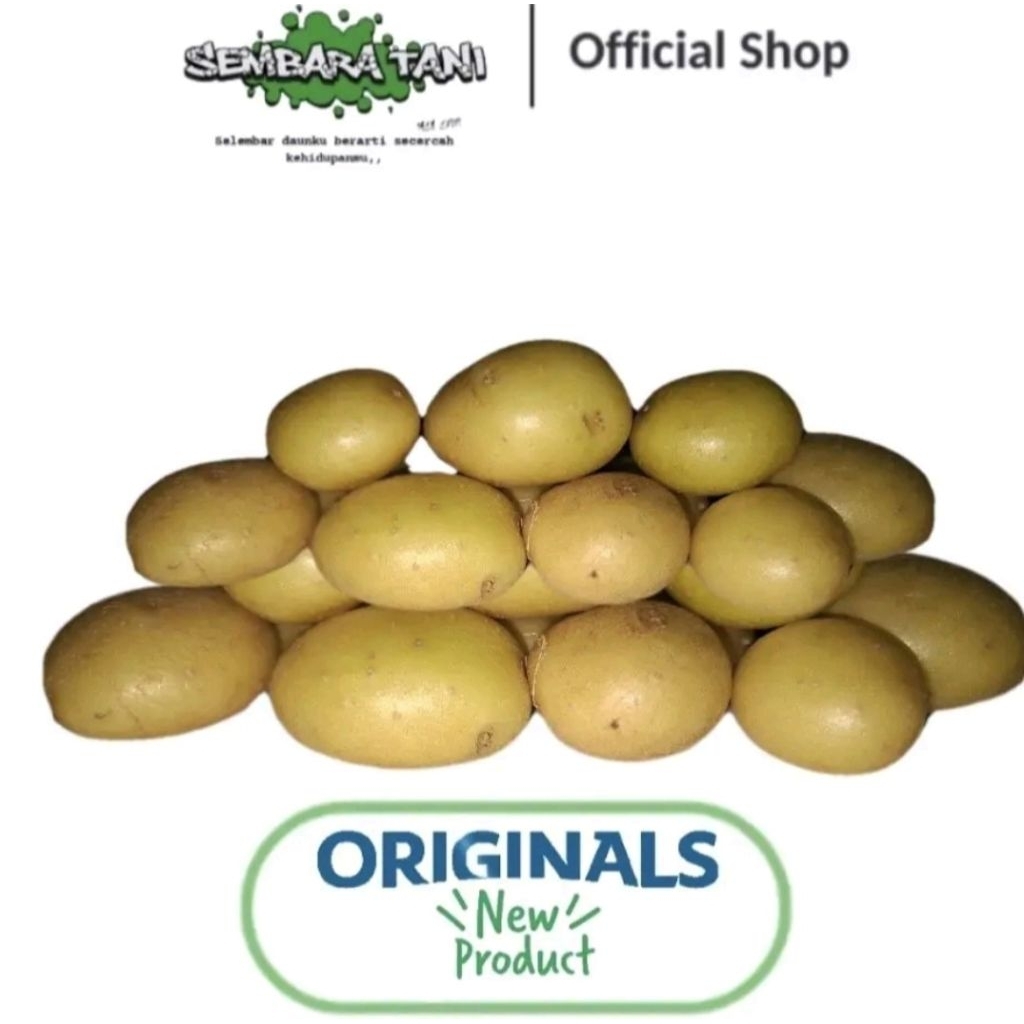 BIBIT G0 GRANOLA L | CALON BIBIT | ISI 50 PCS CALON BIBIT GRANOLA L