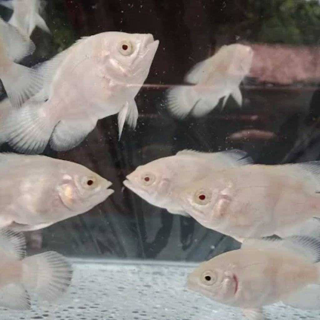 Hiasan aquarium Oscar tiger albino size 10cm