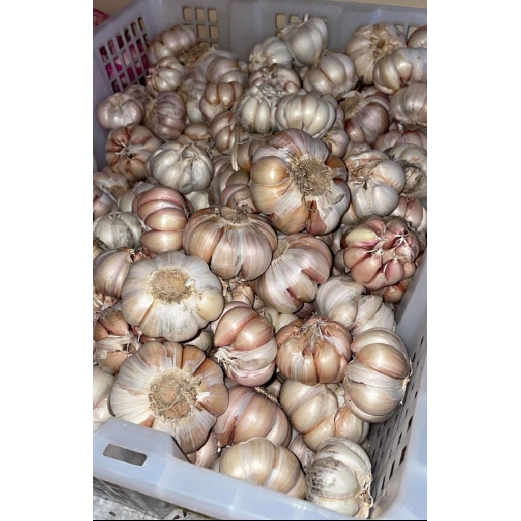 Bawang Putih 1KG//Bawang Putih Murah