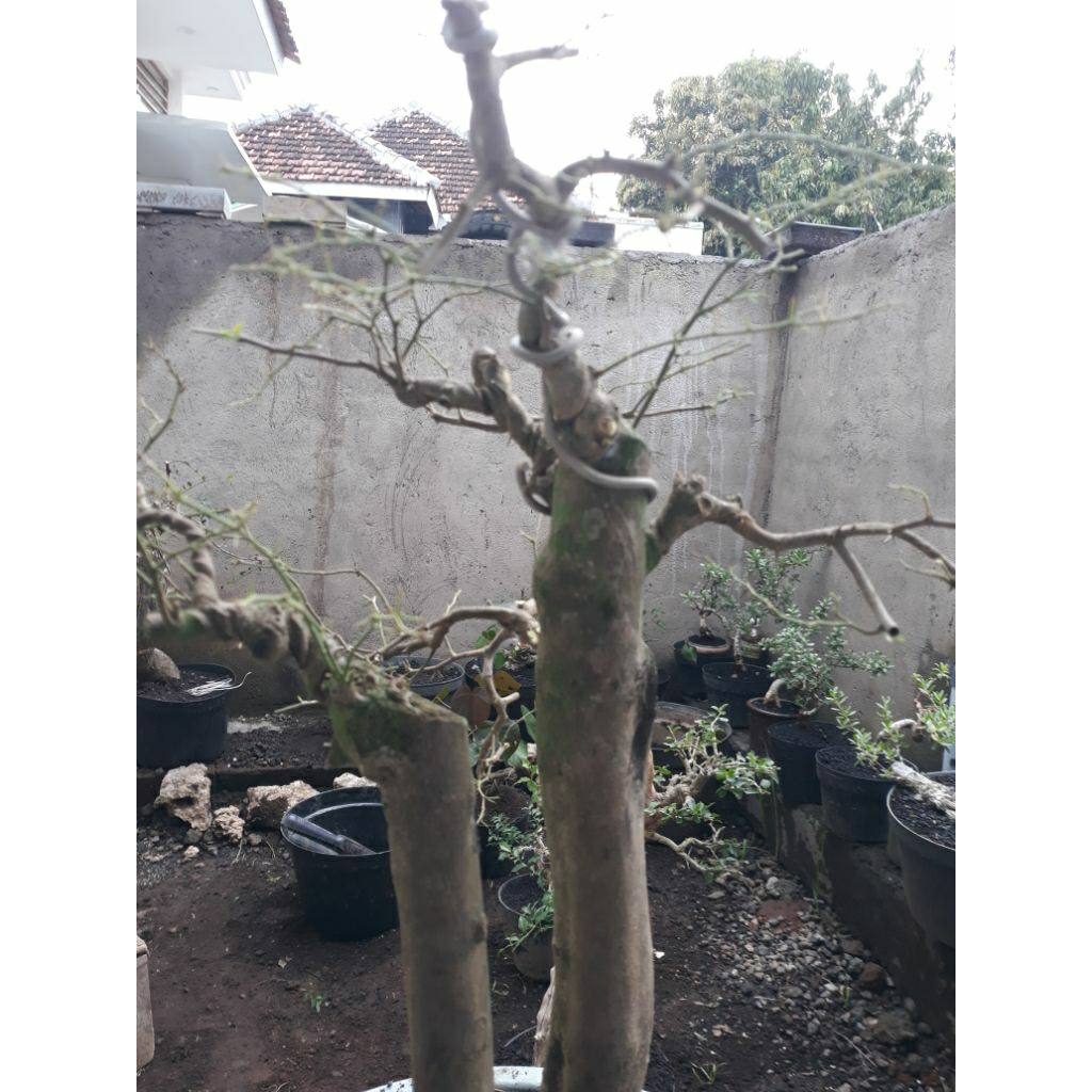 Bonsai Bahan Jeruk Kinkit prunimg