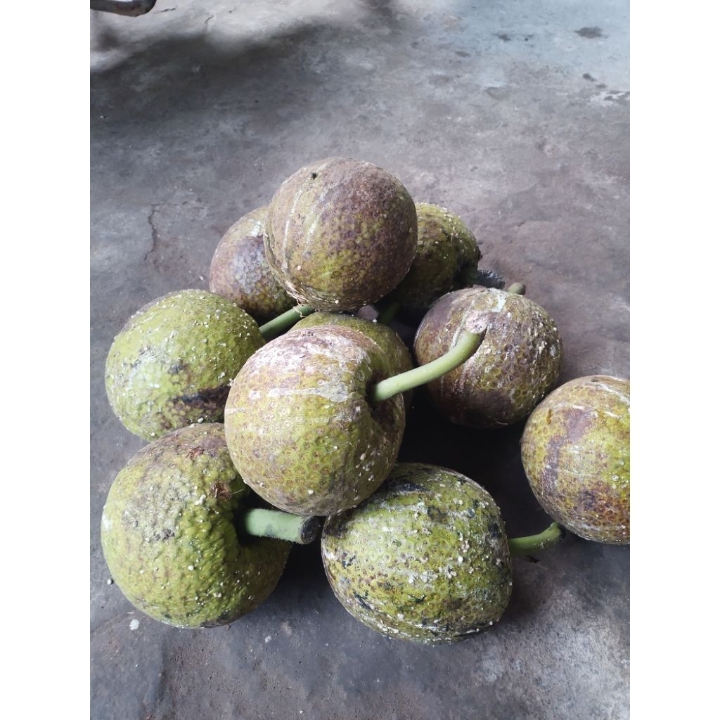 sukun mentega fresh berat +1kg