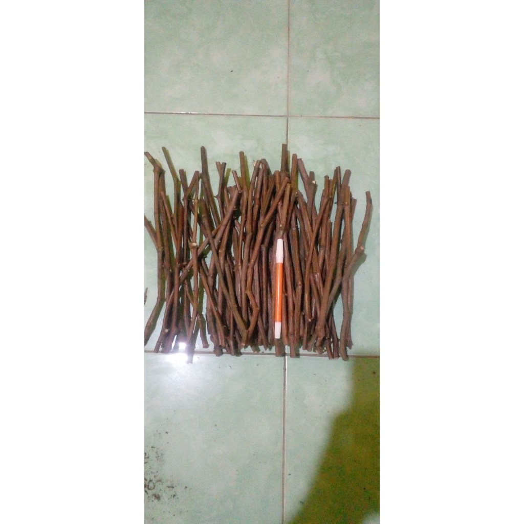 Cutting Rootstok ..Import jns so4,kober,c1613