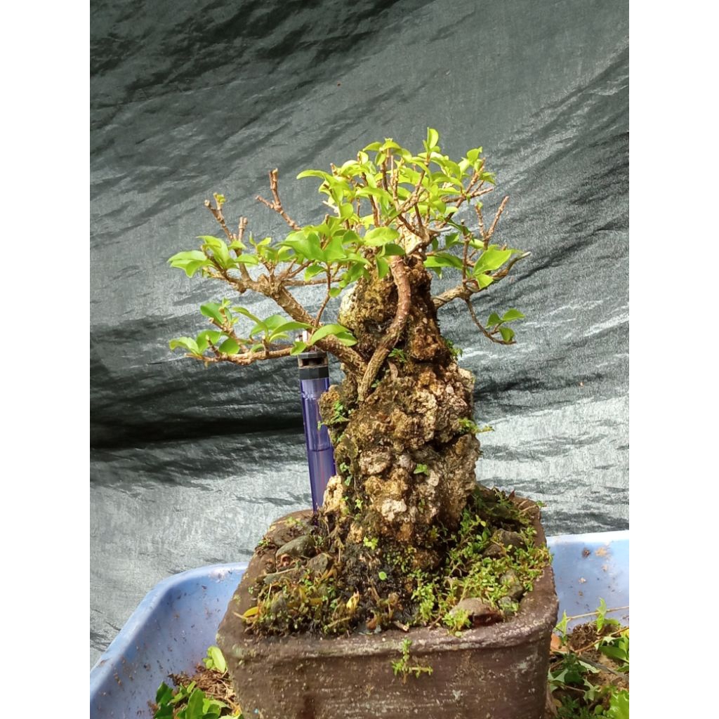 BONSAI SAKURA Micro