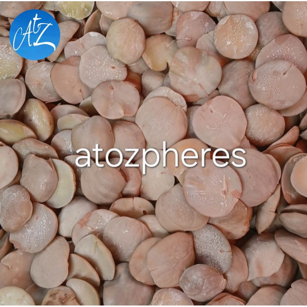 Buah jengkol jengki jering jring tua mentah pilihan pulen legit super untuk masak masakan gulai rend