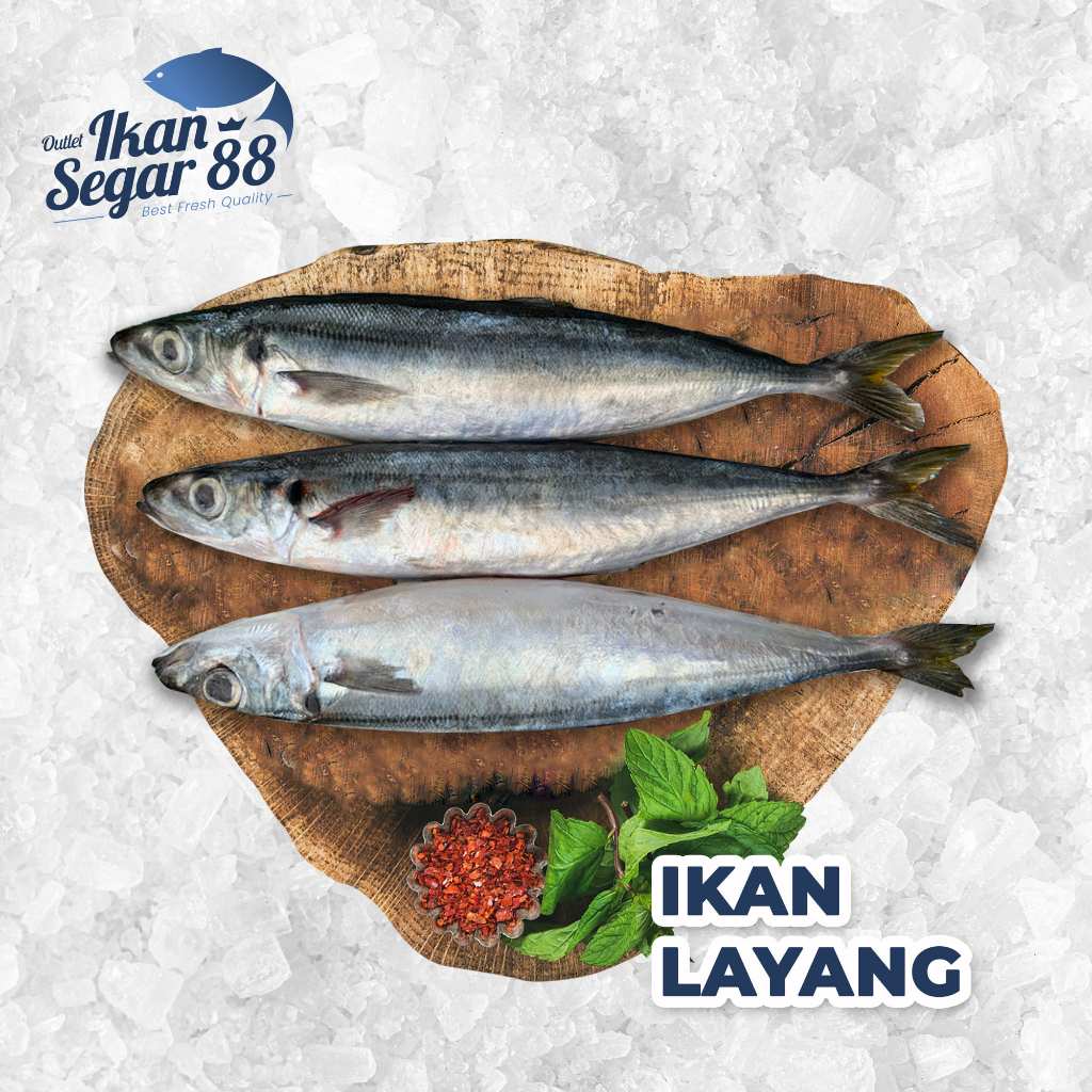 Ikan Kembung Layang Segar Ikan Laut Berkualitas