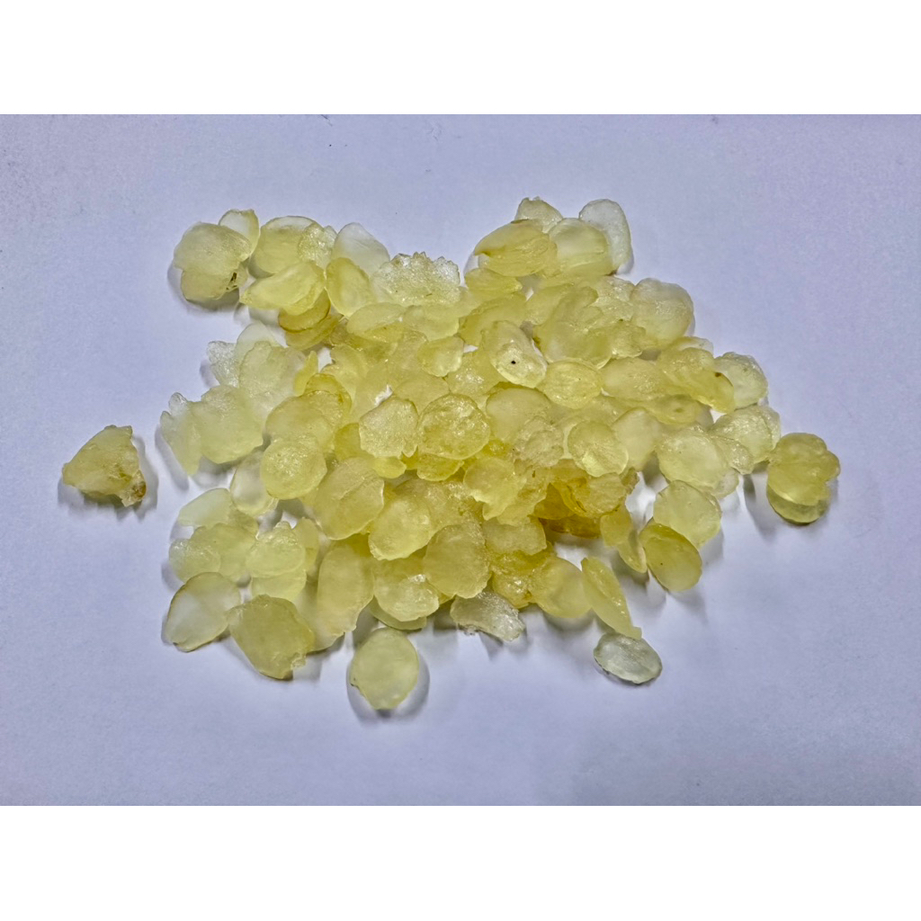 snow lotus/ biji teratai salju