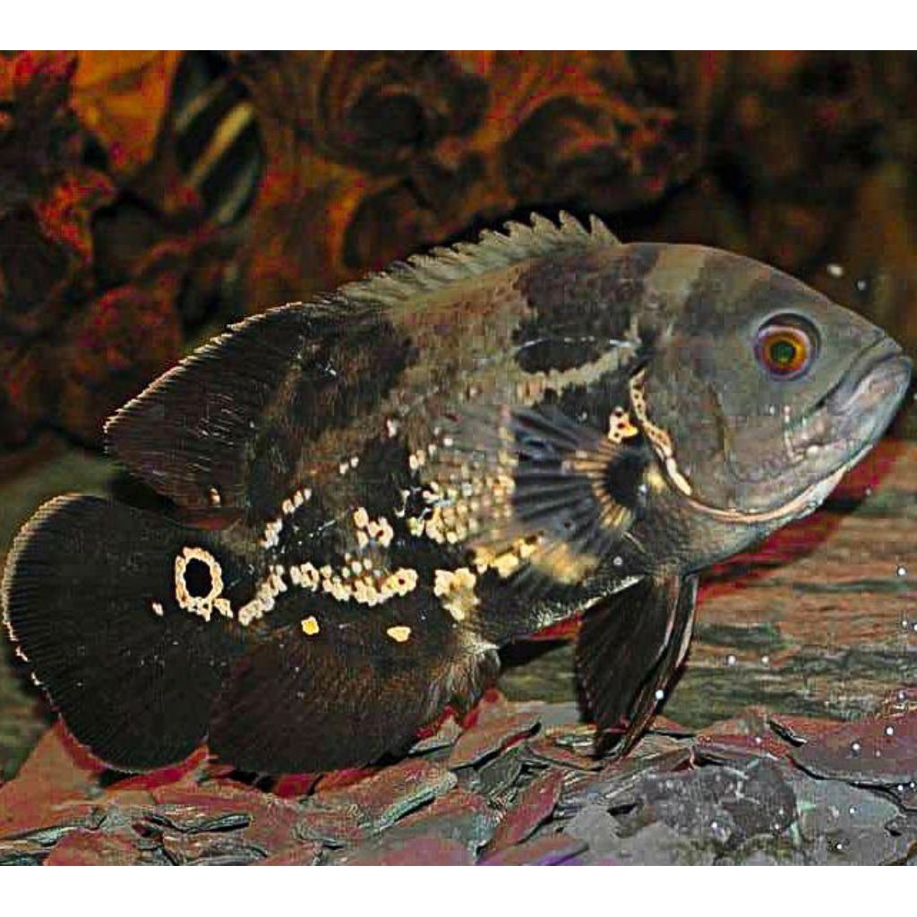 Baby oscar Batik black 3-4Cm