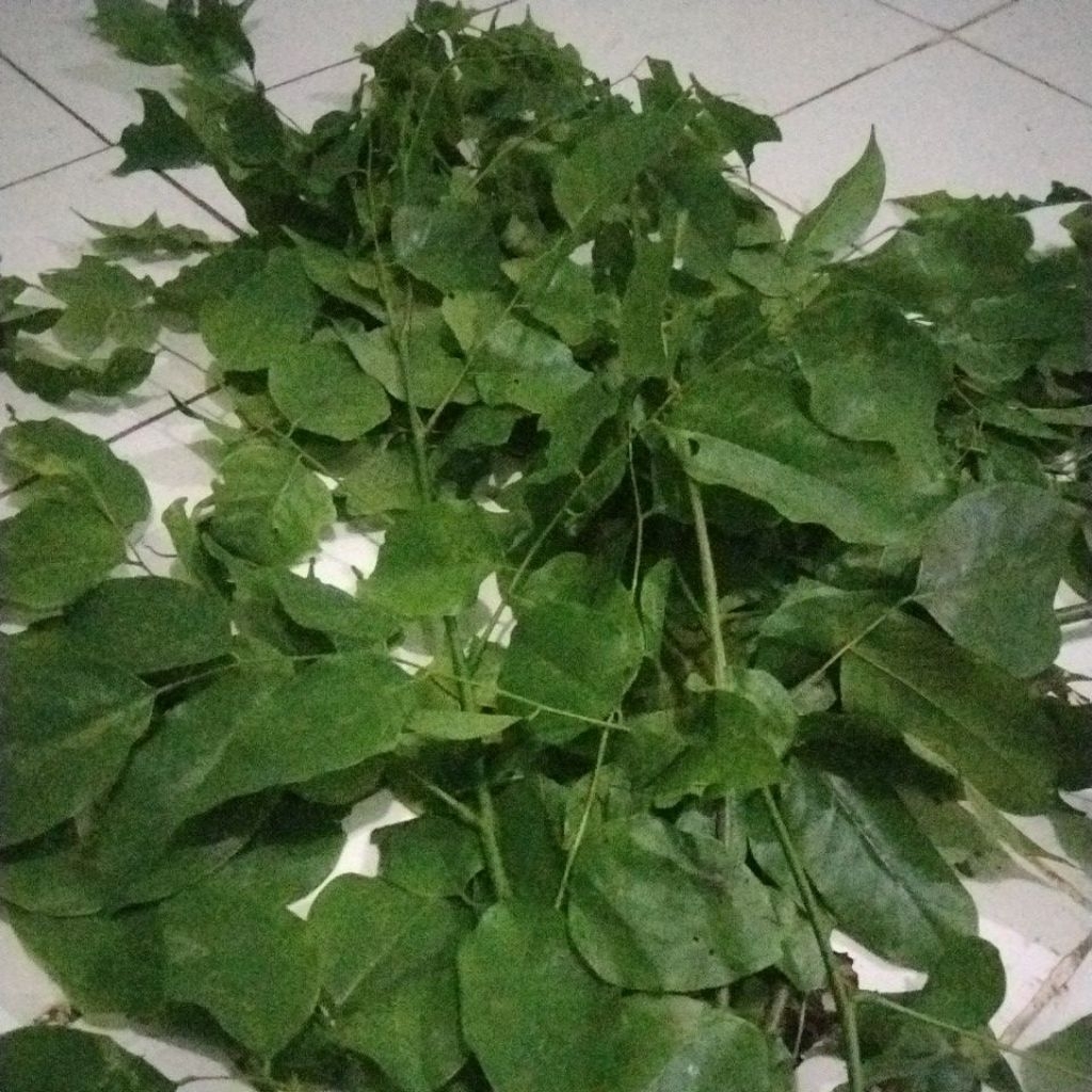 500 geram daun angsana segar fres obat herbal