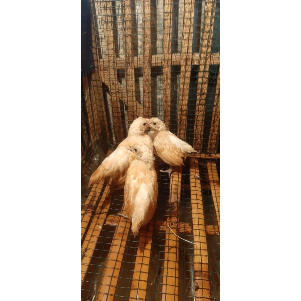 Ayam Batik Chamois / Bantam Sebright Chamois