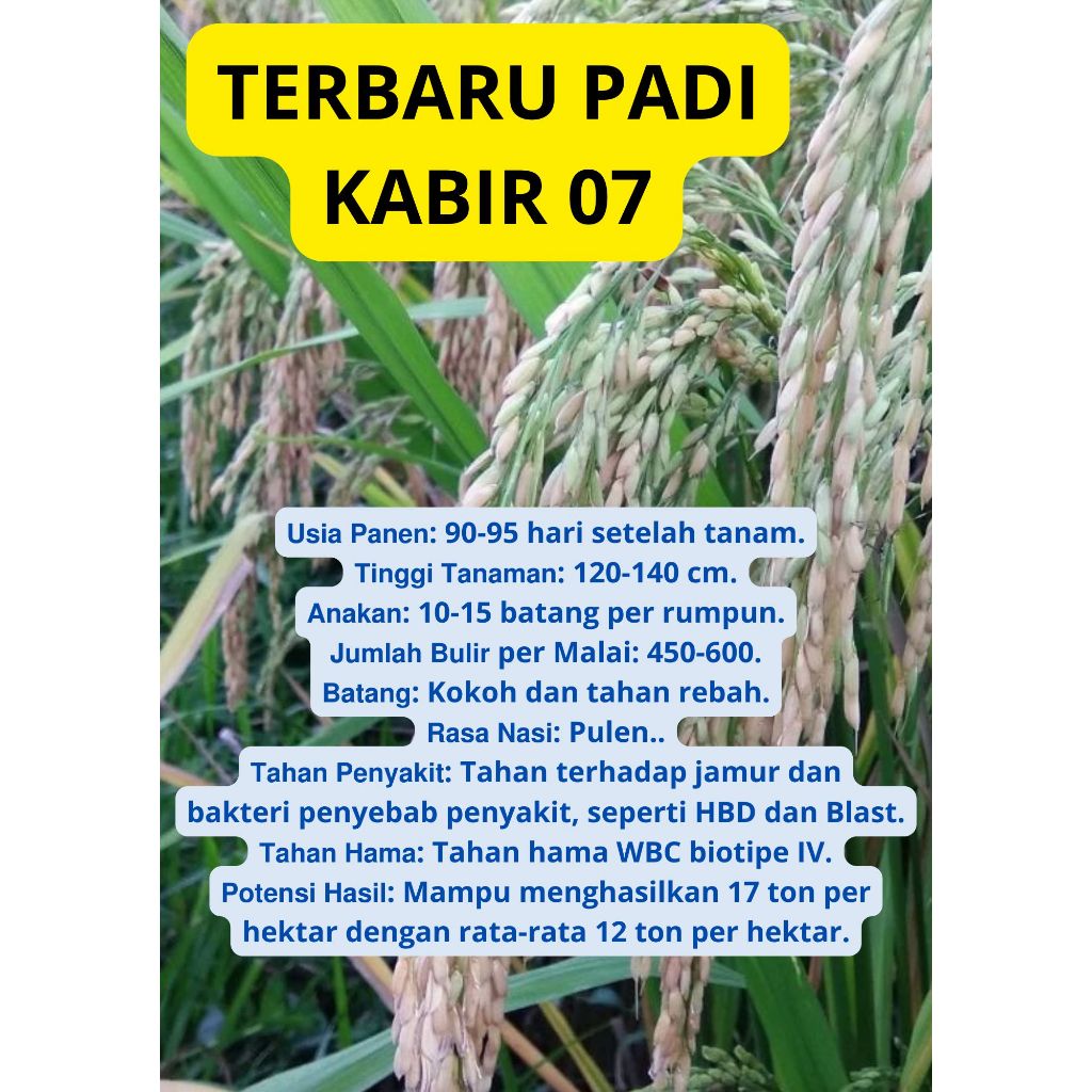 Bibit Benih Padi KABIR 07 Original Kemasan 5Kg