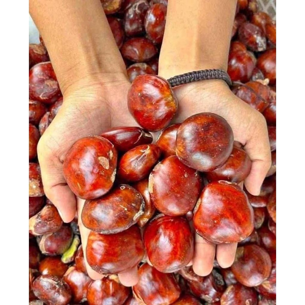 Jengkol Tua Fresh Pulen 1kg Jengkol Murah Jengkol Tua Super