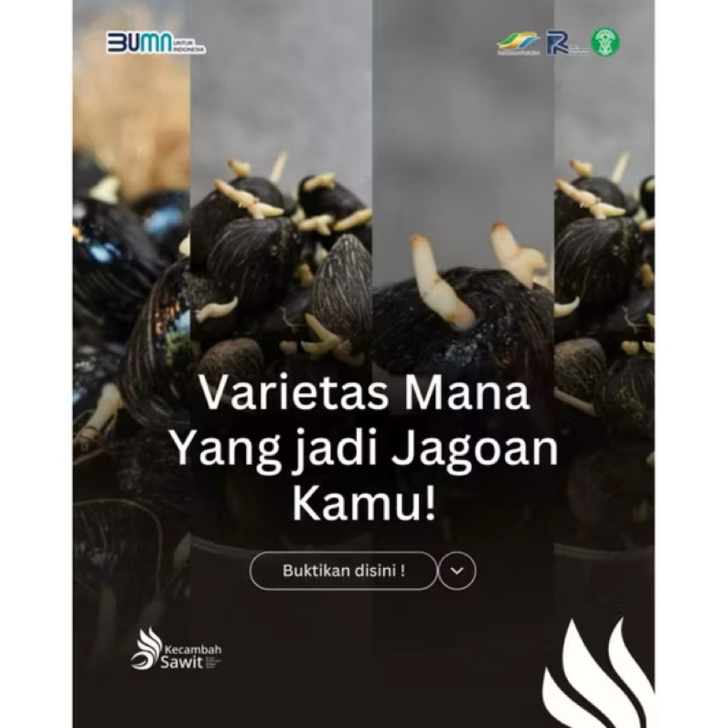 BIBIT SUPER UNGGUL KECAMBAH SAWIT PPKS BERSERTIFIKAT ASLI