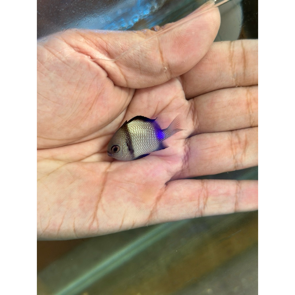 ikan betok dakocan putih air laut