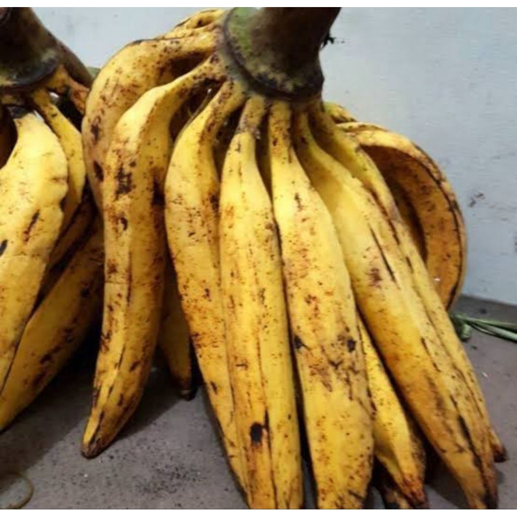 2 biji pisang galek atau pisang tanduk setengah matang segar ukuran besar