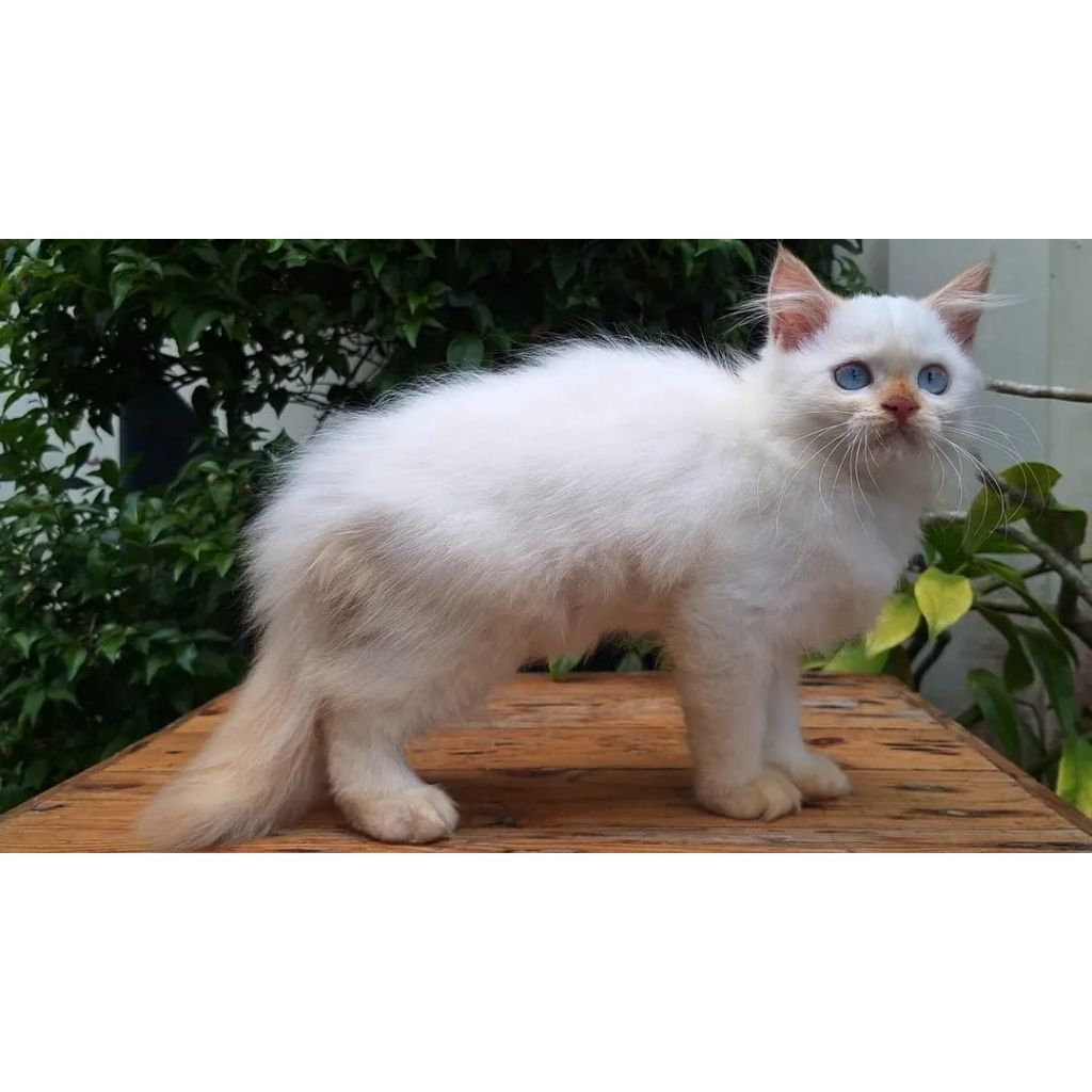 KUCING PERSIA HIMALAYA JANTAN 2 BULAN REDPOINT