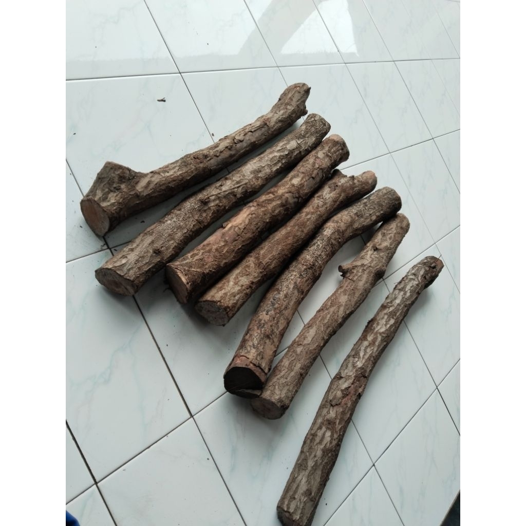 kayu galih stigi laut super