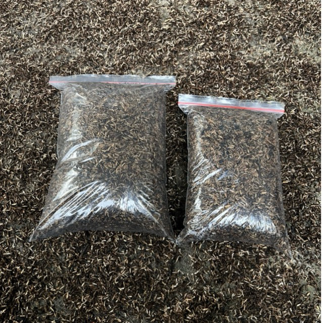 Media Tanam Siap pakai Aglaonema Metan Organik