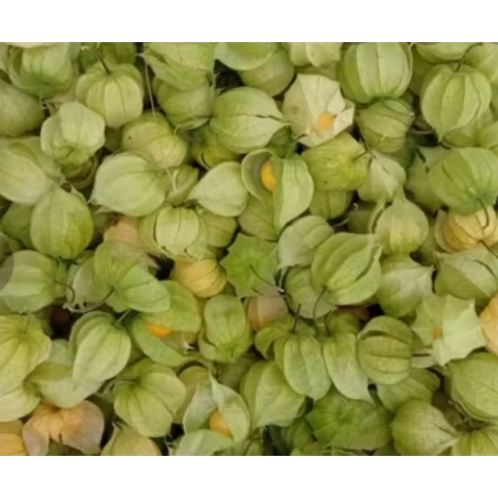 Buah Ciplukan 1Kg Matang Belum Di Kupas Untuk Menjaga Kesehatan Jantung