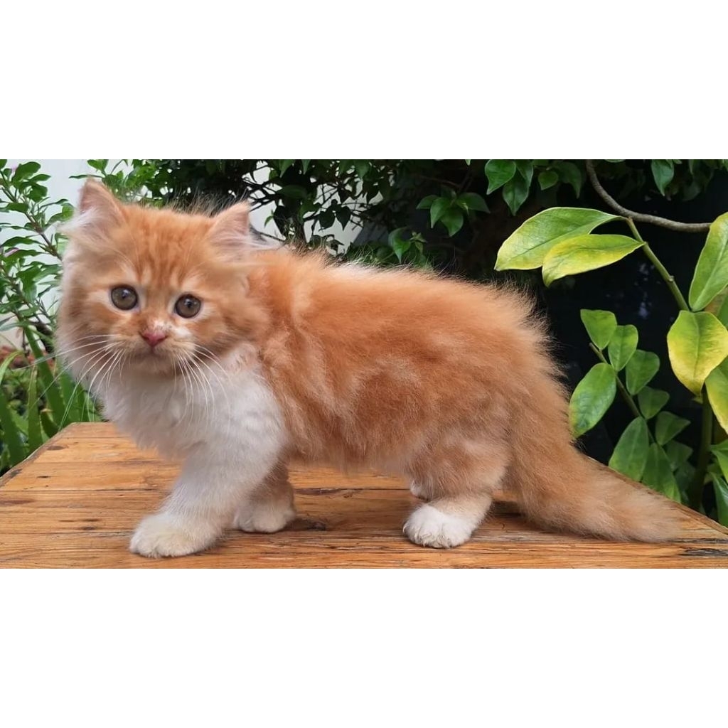 KUCING PERSIA MEDIUM JANTAN 2 BULAN RED&WHITE