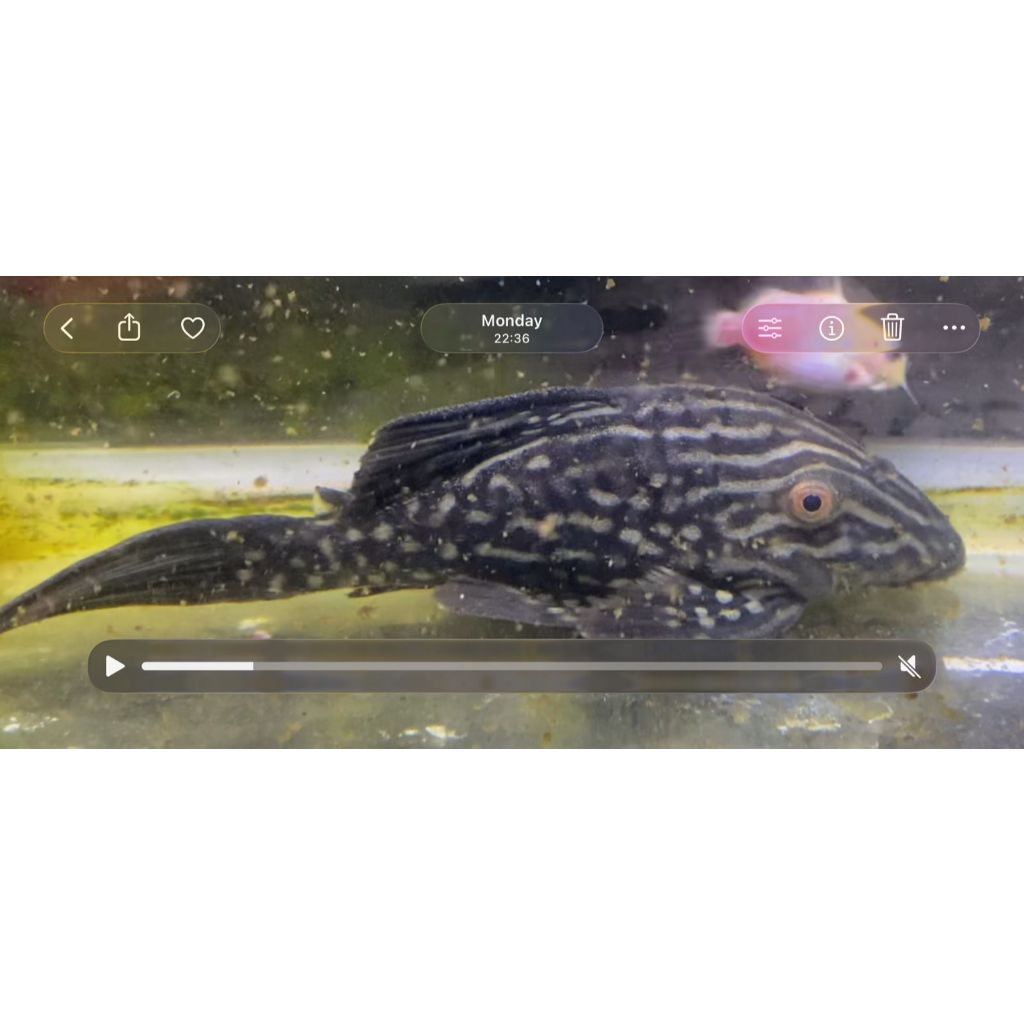 Pleco L330 Watermelon (Panaque cf nigrolineatus) size 13cm