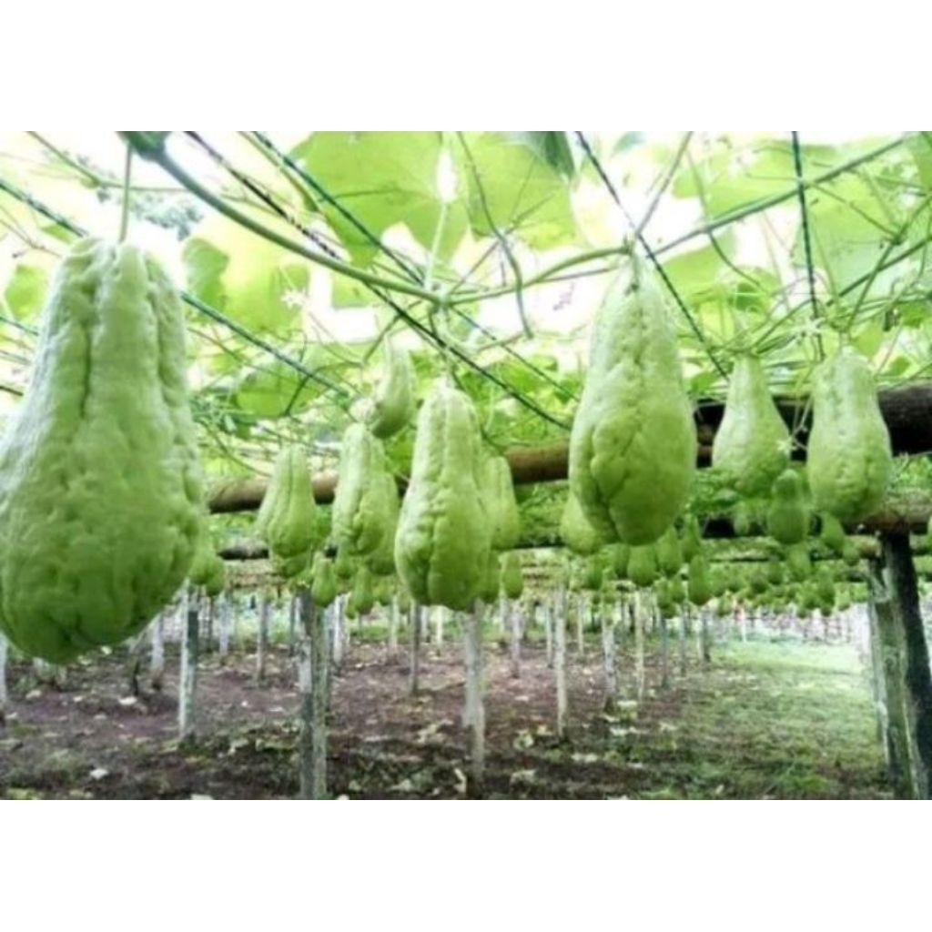 waluh Siem madu siap tanam beli 10 gratis 1