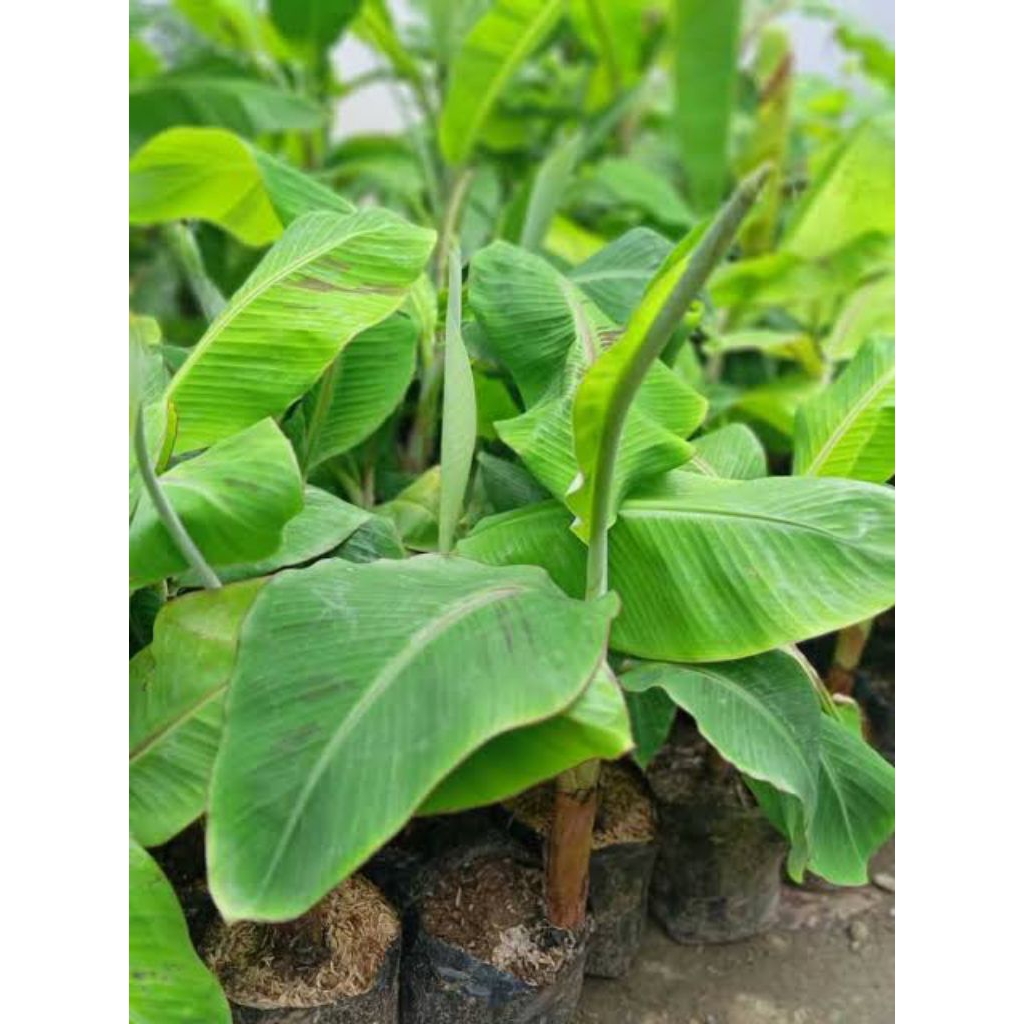 Bibit Pisang Kepok Tanjung Jumbo Super Unggul