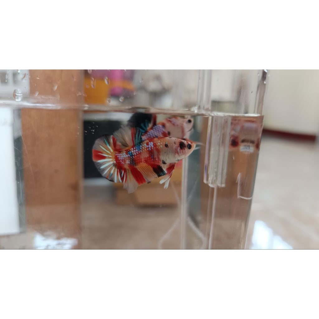 CUPANG MULTICOLOR PLAKAT