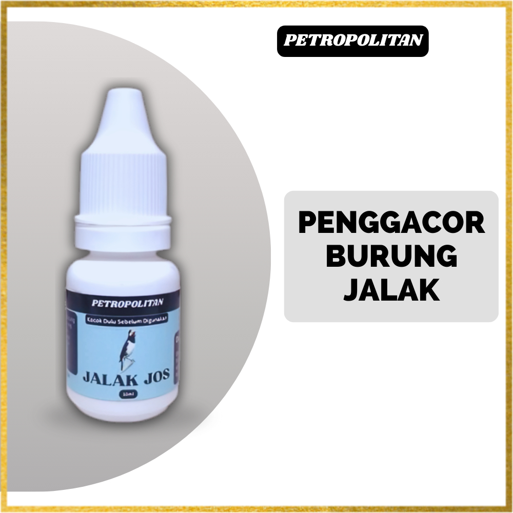 Penggacor Burung Jalak Jos Petropolitan Untuk Jalak Kebo Jalak Suren Agar Gacor