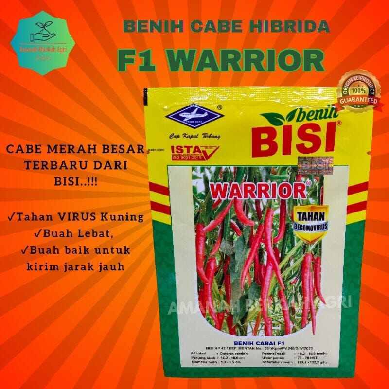 Benih Cabe Besar CMB F1 Warrior Tahan Virus
