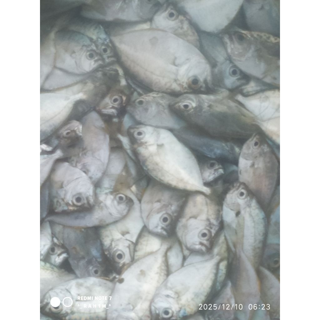 Ikan Petek Segar-1 kg