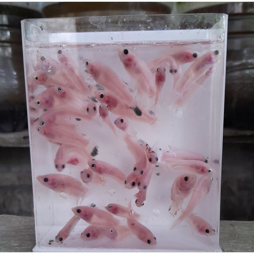 cupang cello multycolour