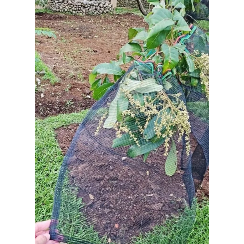 BRONGSONG BUAH SUDAH ADA TALI - Brongsong Buah Kelengkeng Bertali Kuat - Brongsong Buah Dengan Tali