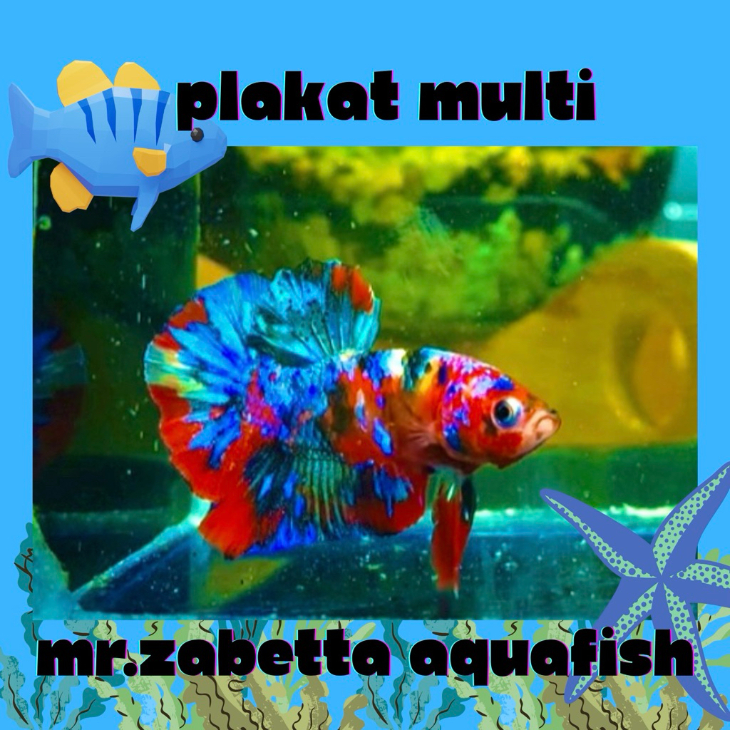 hiasan akuarium cupang multicolor sepasang 4bulan