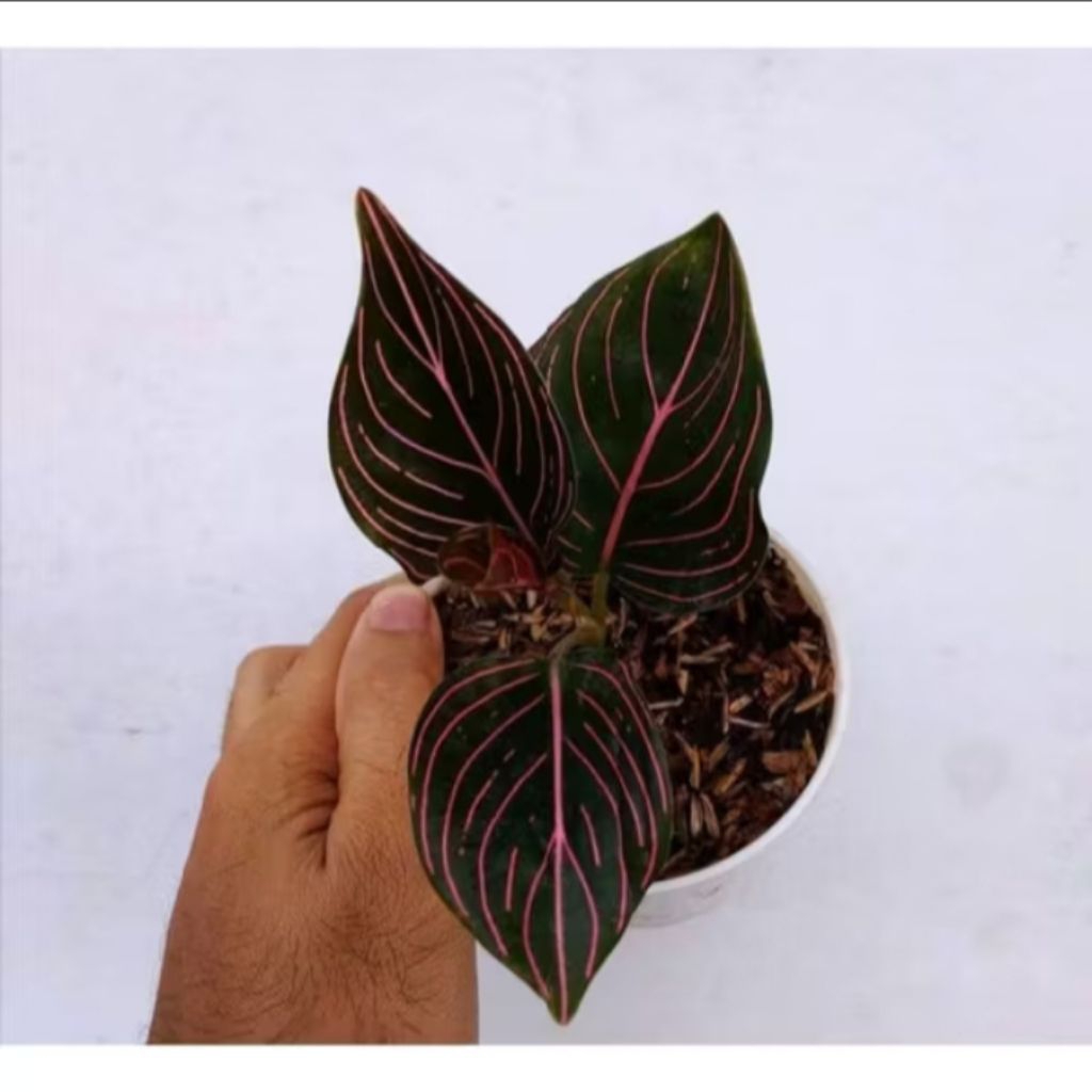 (BISA COD TANAMAN HIAS) tanaman hias rotundum aceh - aglonema rotundum aceh 2-3 daun sudah berakar