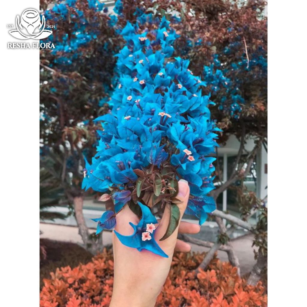 BOUGENVILLE BUNGA KERTAS EKOR TUPAI WARNA BIRU - TANAMAN HIAS BUGENVIL MURAH