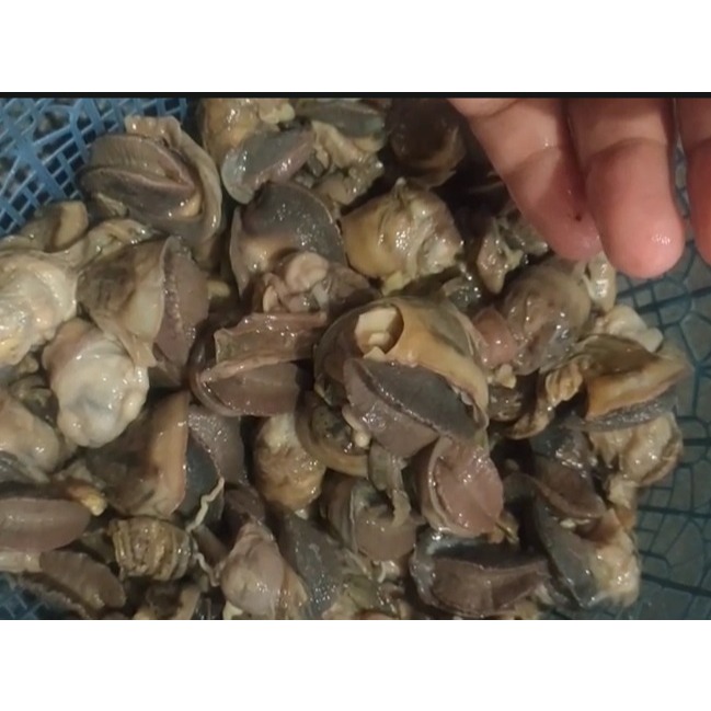Bekicot Mentah Fresh Bersih Tinggal Masak 1 kg