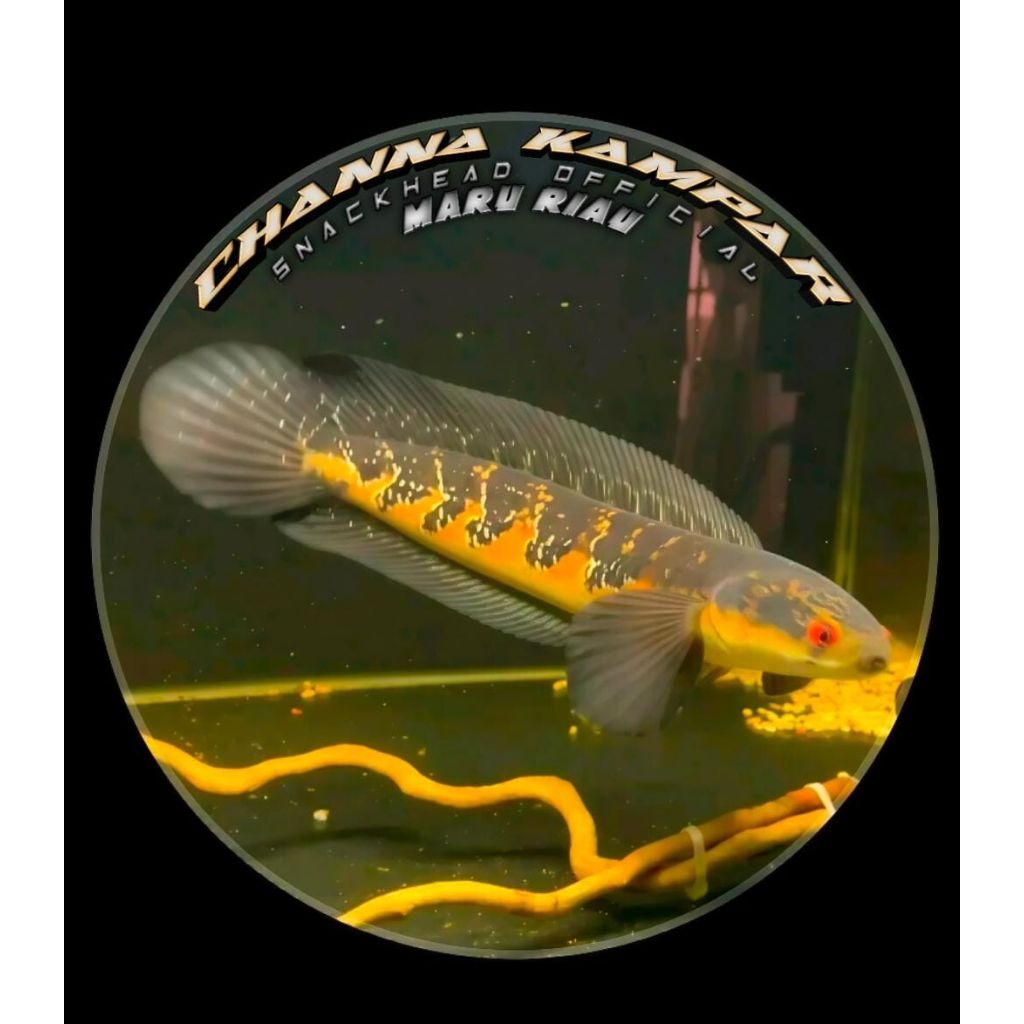 Chana Maru Oren Riau Borneo 15-20cm good locality