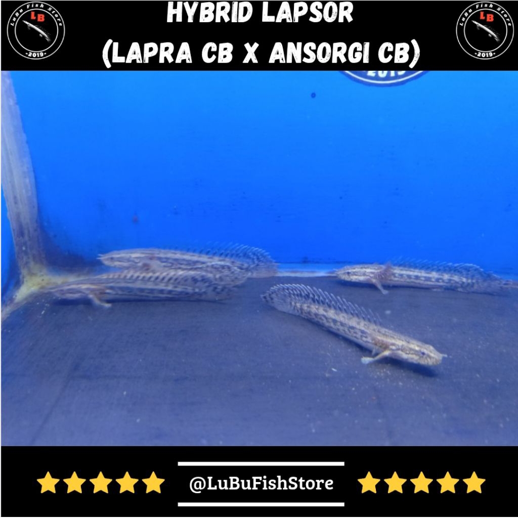 Aksesoris Aquarium Palmas Lapsor (Lapra x Ansorgi)