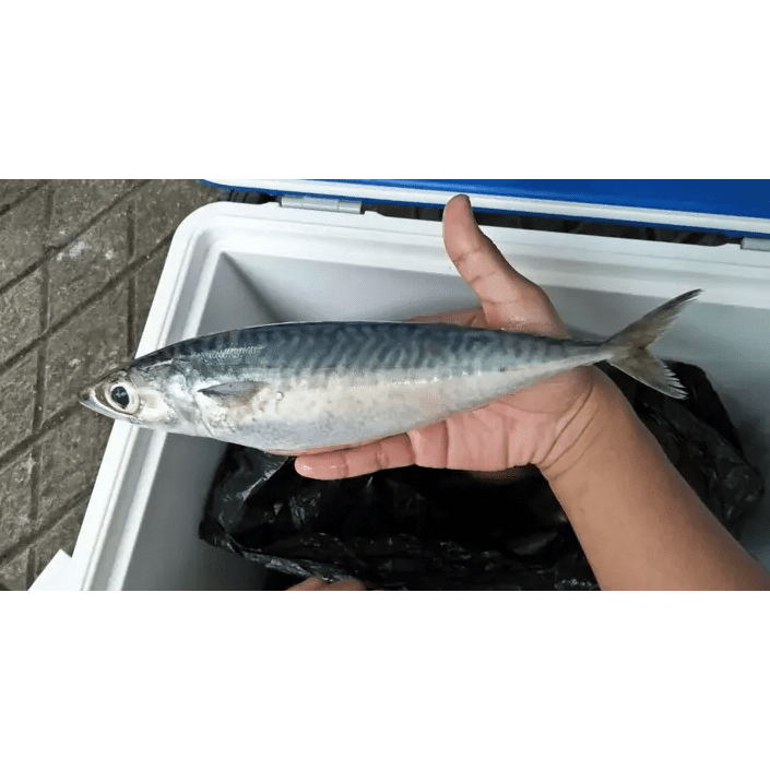 IKAN SALEM ASAP/SALEM ASAP RANUM *Pesanan Khusus*