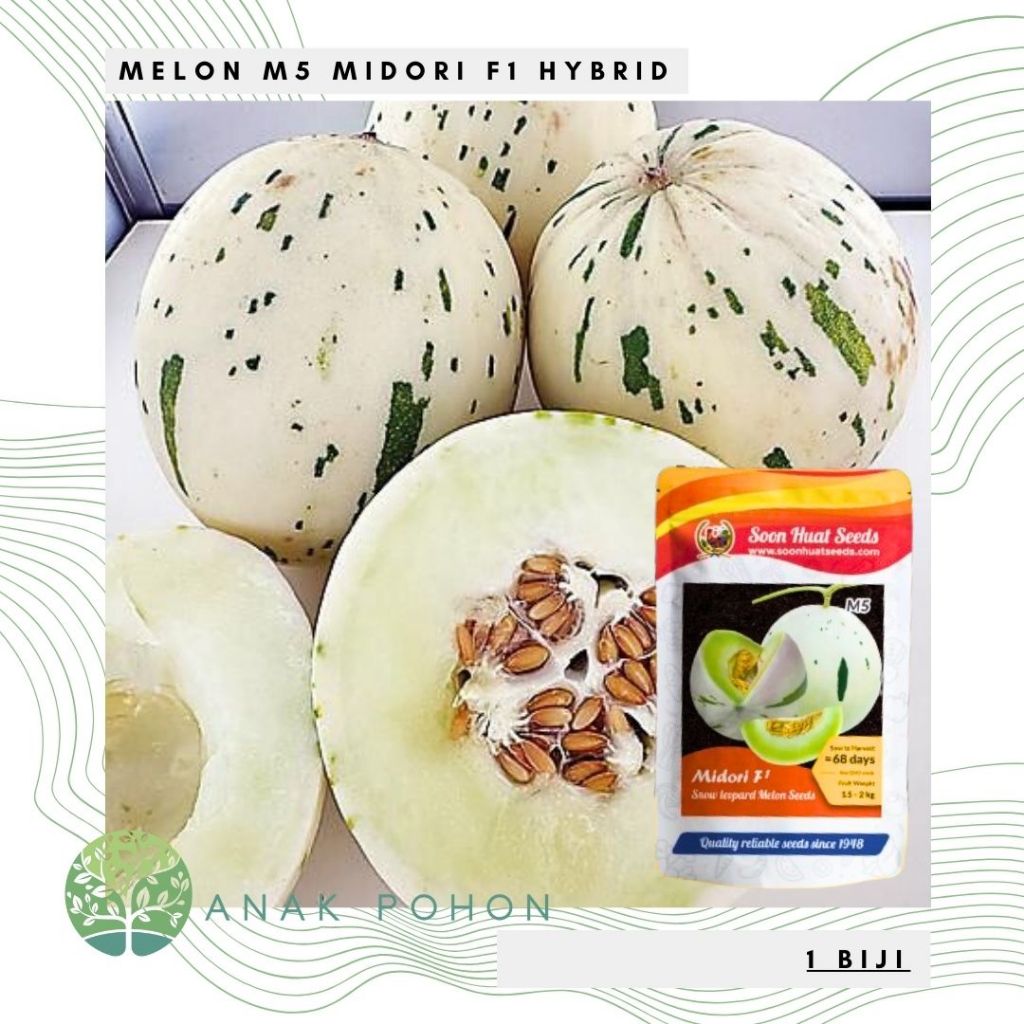 Benih Bibit Biji - Benih Melon M5 Midori F1 Hibrida Snow Leopard Melon Seeds - IMPORT MALAYSIA