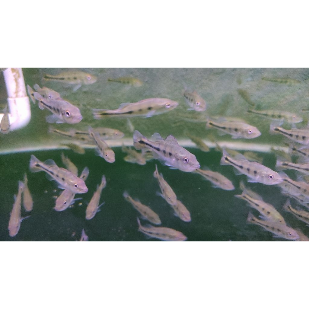 Hiasan Aquarium Pbass Mono 5-6cm Pelet ( Paket 5 ekor & 10 ekor )