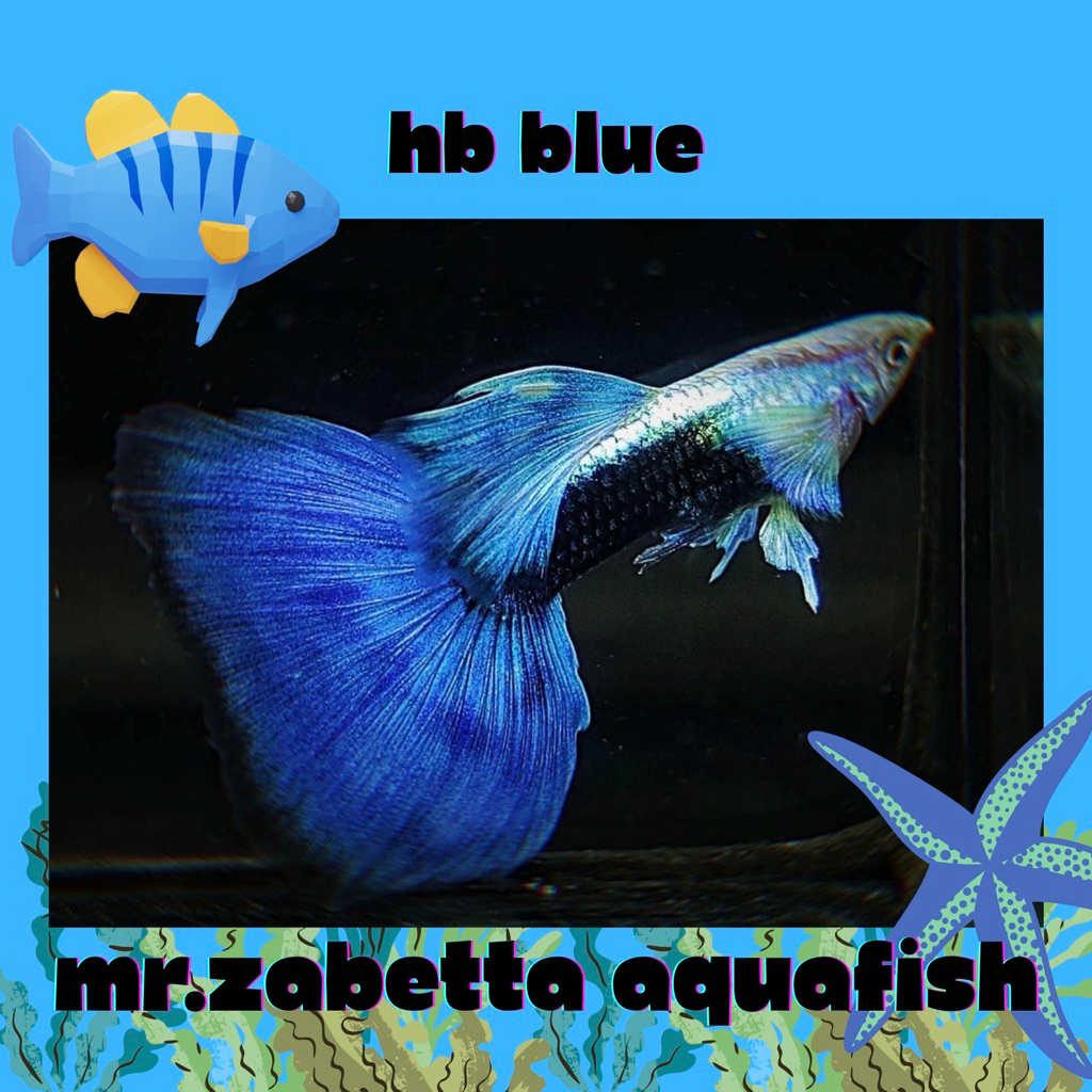hiasan aquarium guppy hb blue sepasang