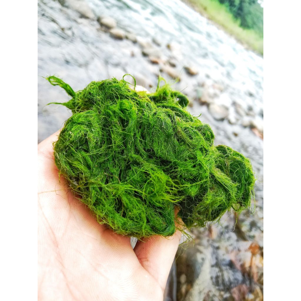 lumut batu/lumut sungai untuk umpan pancing nila gascor paket hemat isi 120gram