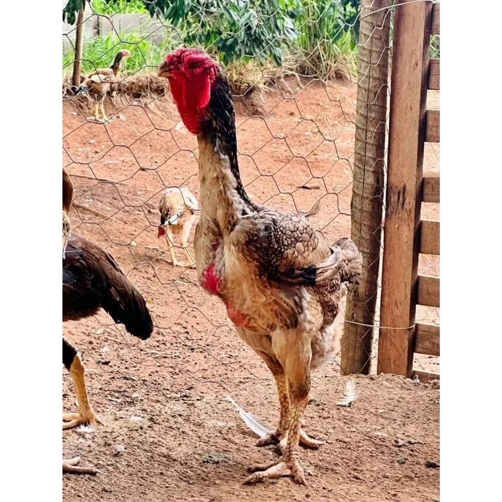 TELUR AYAM INDIO GIGANTE untuk ditetaskan