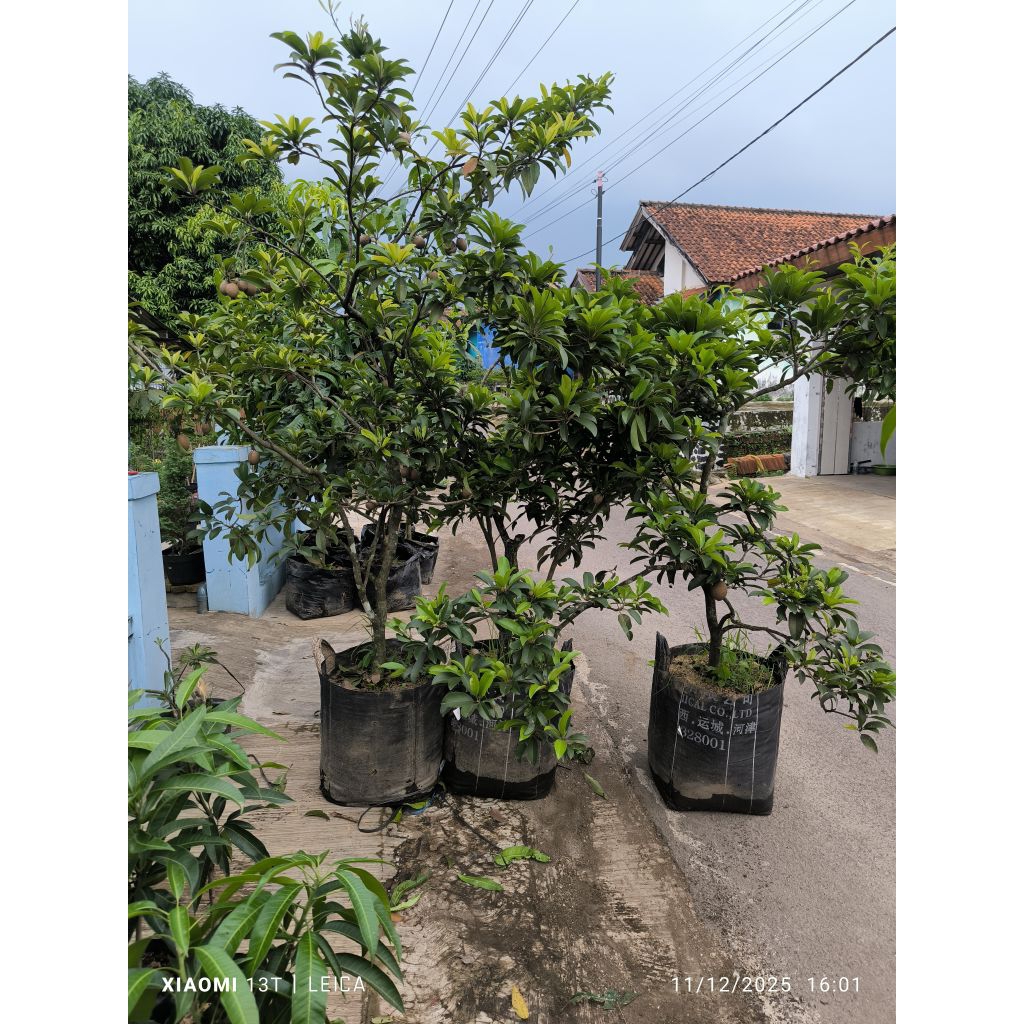 bibit sawo Manila MONSTER berbunga & berbuah (packing kayu)