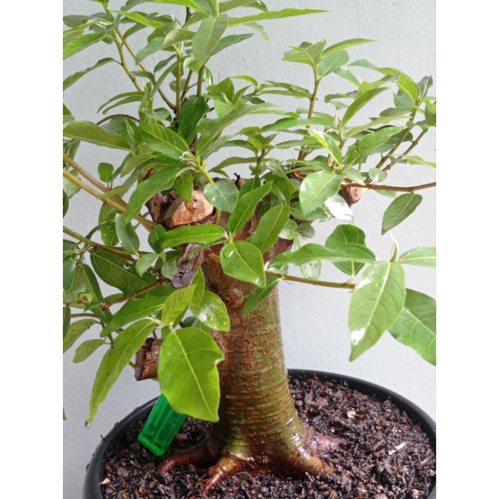 bahan bonsai mame picus loa realpict