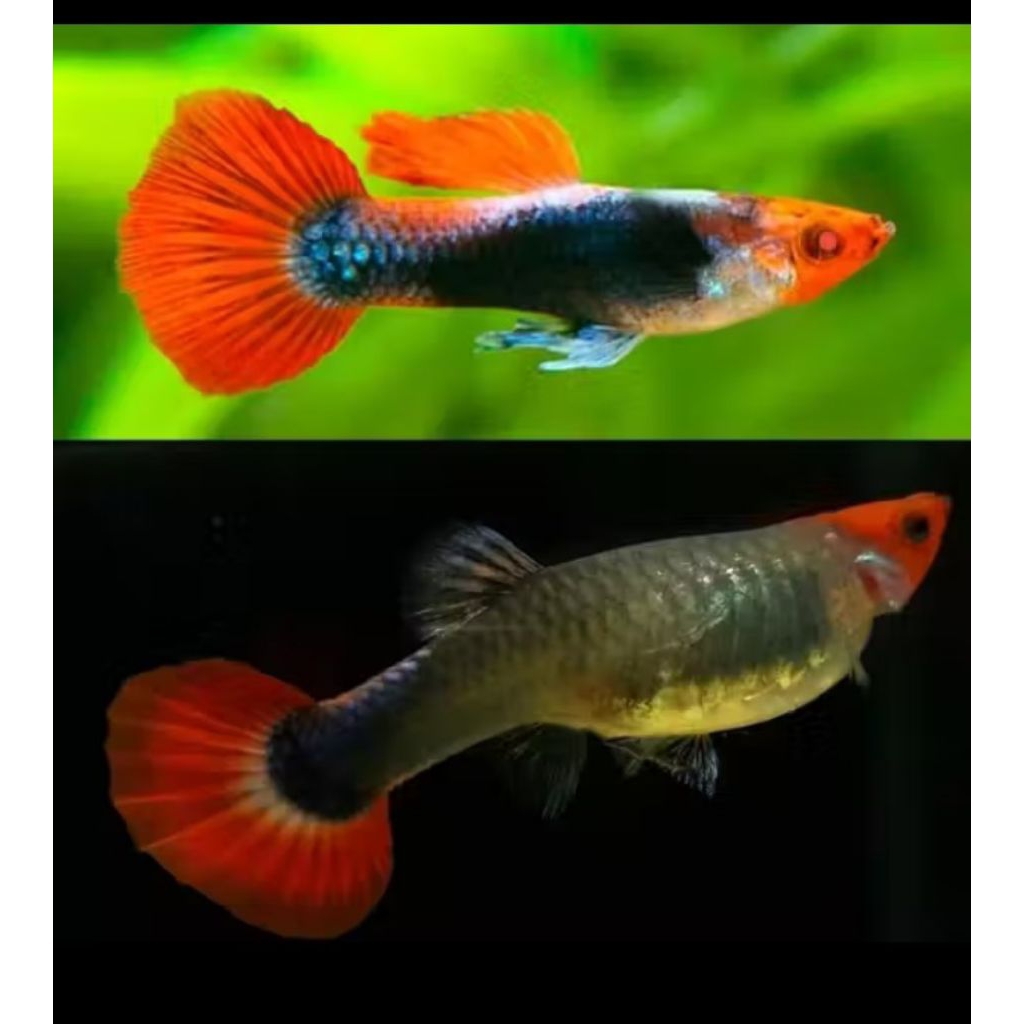 guppy red tuxedo koi sepasang