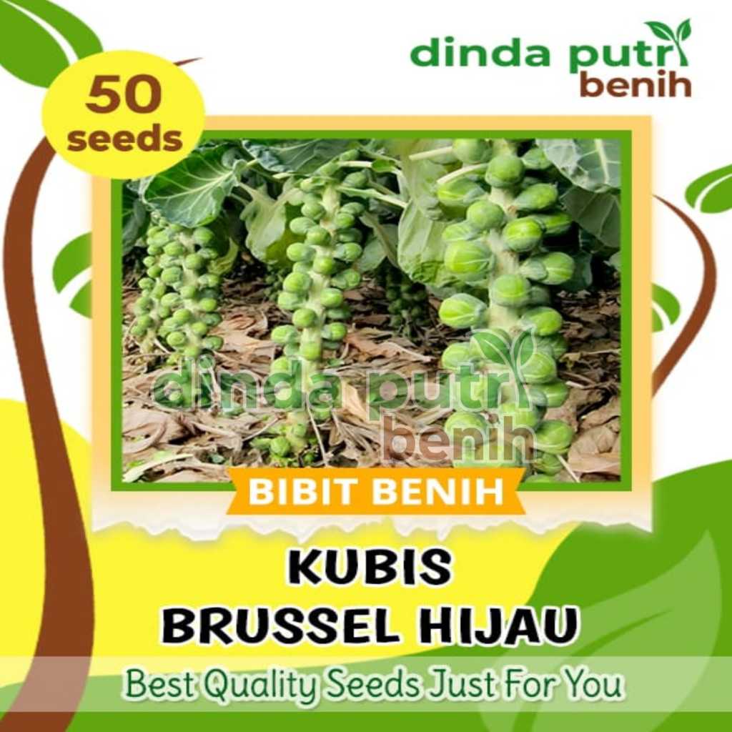 50Biji benih Kubis Brussel Hijau , benih kol mini hijau brussel super