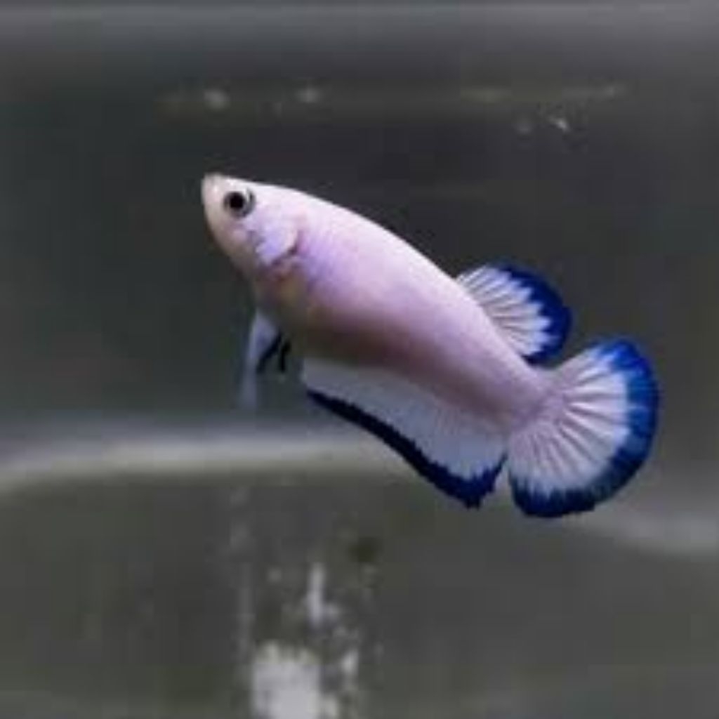 ikan cupang blurim Female Siap Pijah